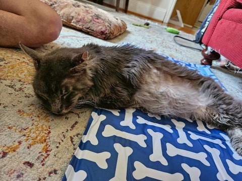 LINE_ALBUM_sleeping cats_260705_3