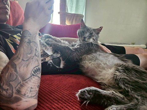 LINE_ALBUM_sleeping cats_260705_4