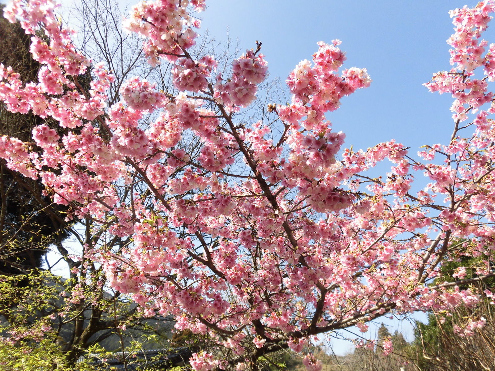 天神 藤川