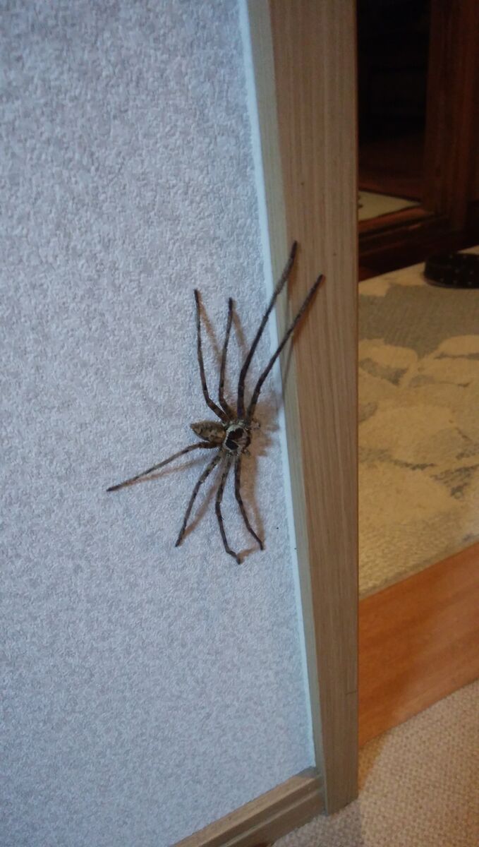 アシダカ出現 大浦からの便り