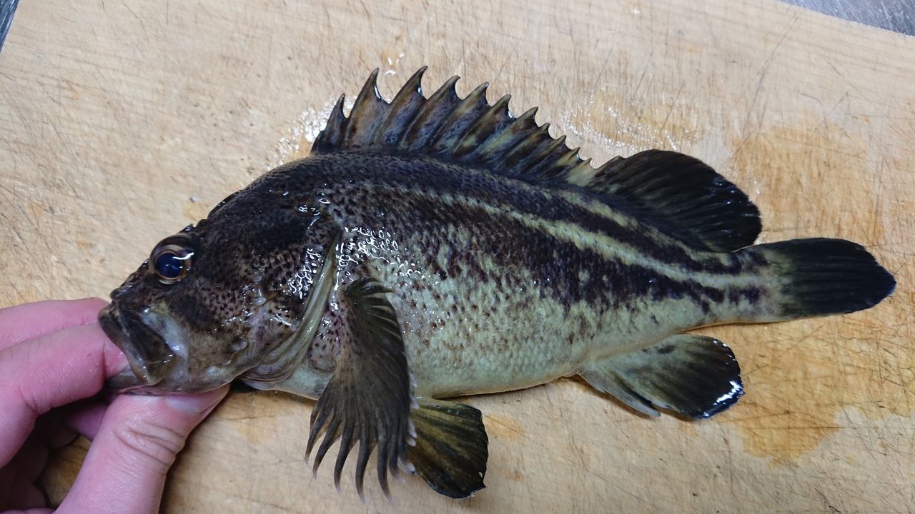 特別編 釣った魚をより美味しくいただくために 血抜きと処理 釣り人 翔 の 外道戦記 特別編 釣った魚をより美味しくいただくために 血抜きと処理 釣り人 翔 の 外道戦記