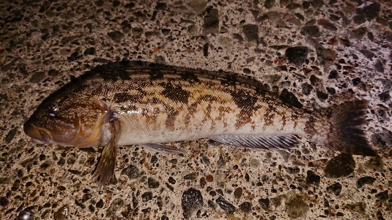 インプレ シマノ ハードロッカー Smh を約2年使用してみて 釣り人 翔 の 外道戦記