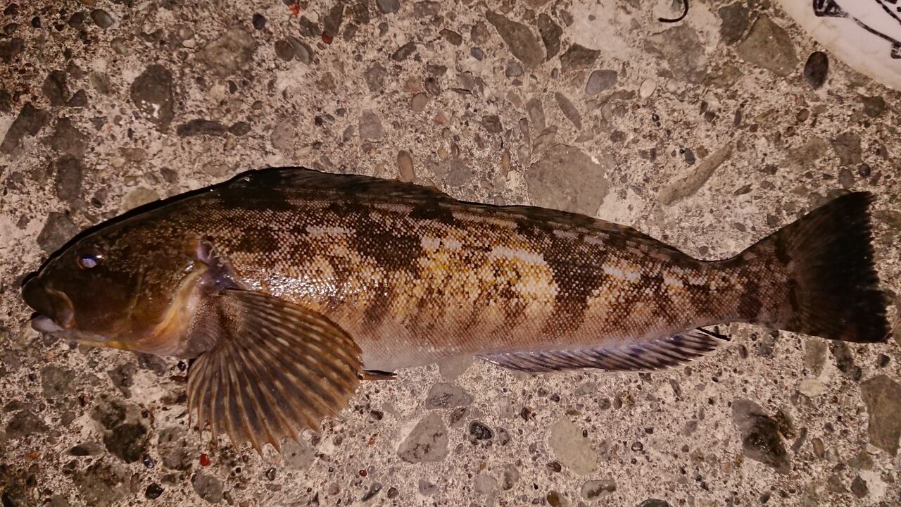 インプレ シマノ ハードロッカー Smh を約2年使用してみて 釣り人 翔 の 外道戦記