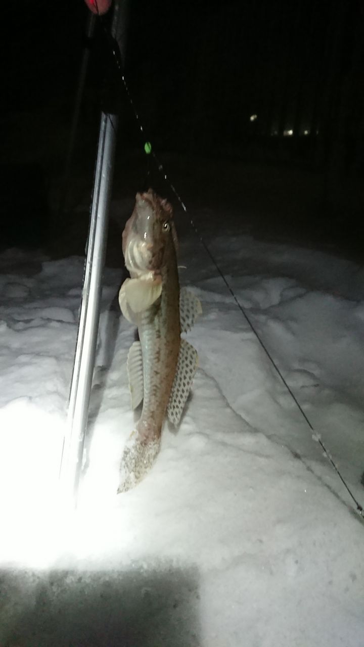 18年12月7日 石狩 石狩湾新港 樽川埠頭でのコマイ釣行 釣り人 翔 の 外道戦記