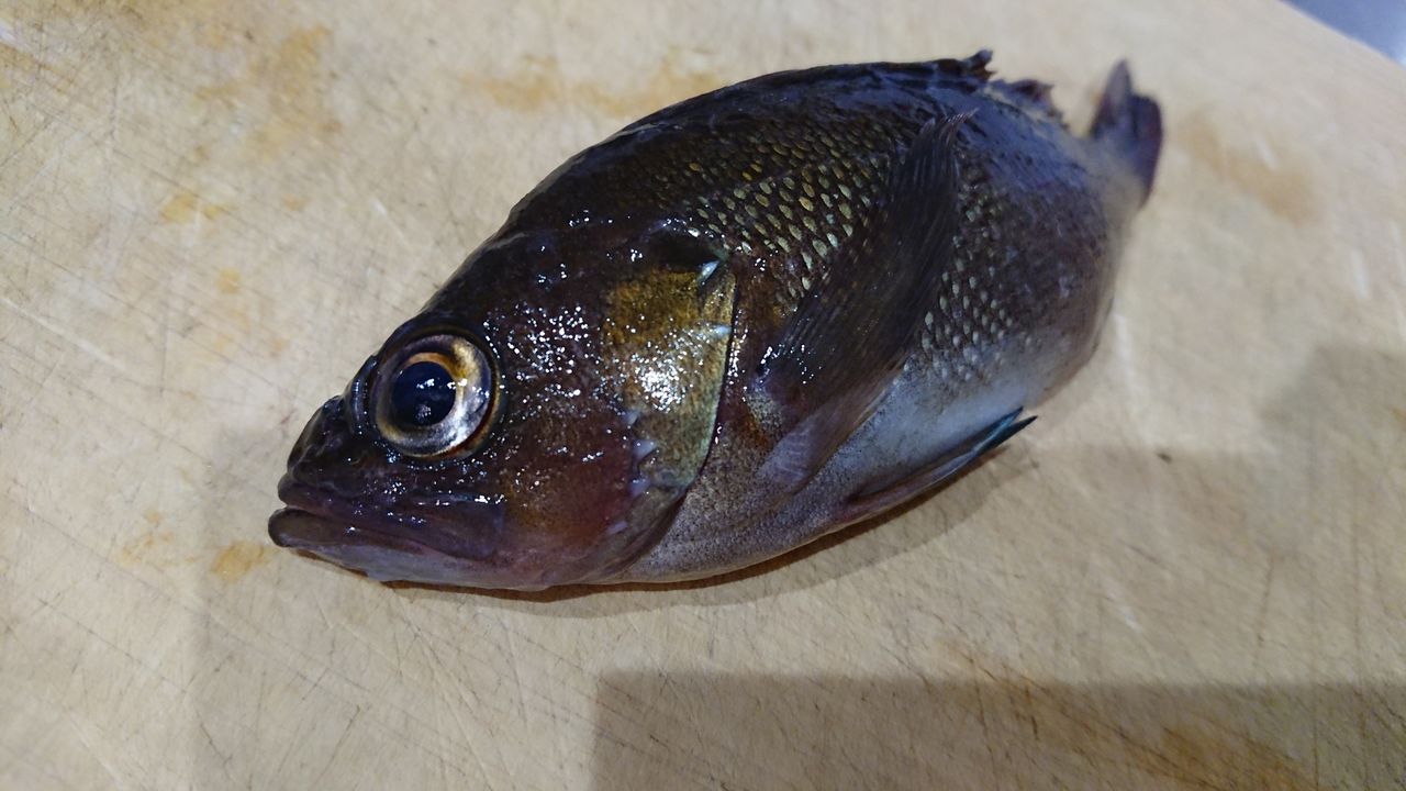 18年9月15日 小樽 南防波堤でのロックフィッシュ釣行 釣り人 翔 の 外道戦記