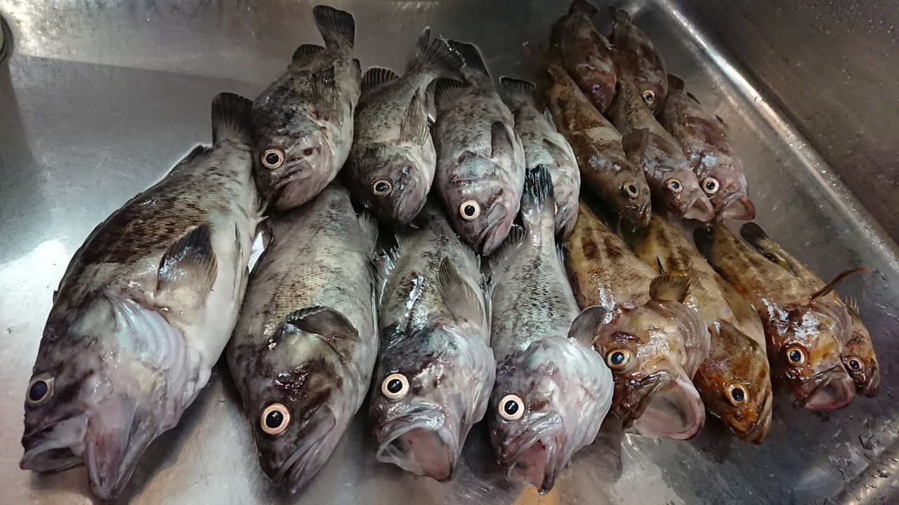 19年7月13日 小樽 南防波堤でのロックフィッシュ釣行 釣り人 翔 の 外道戦記