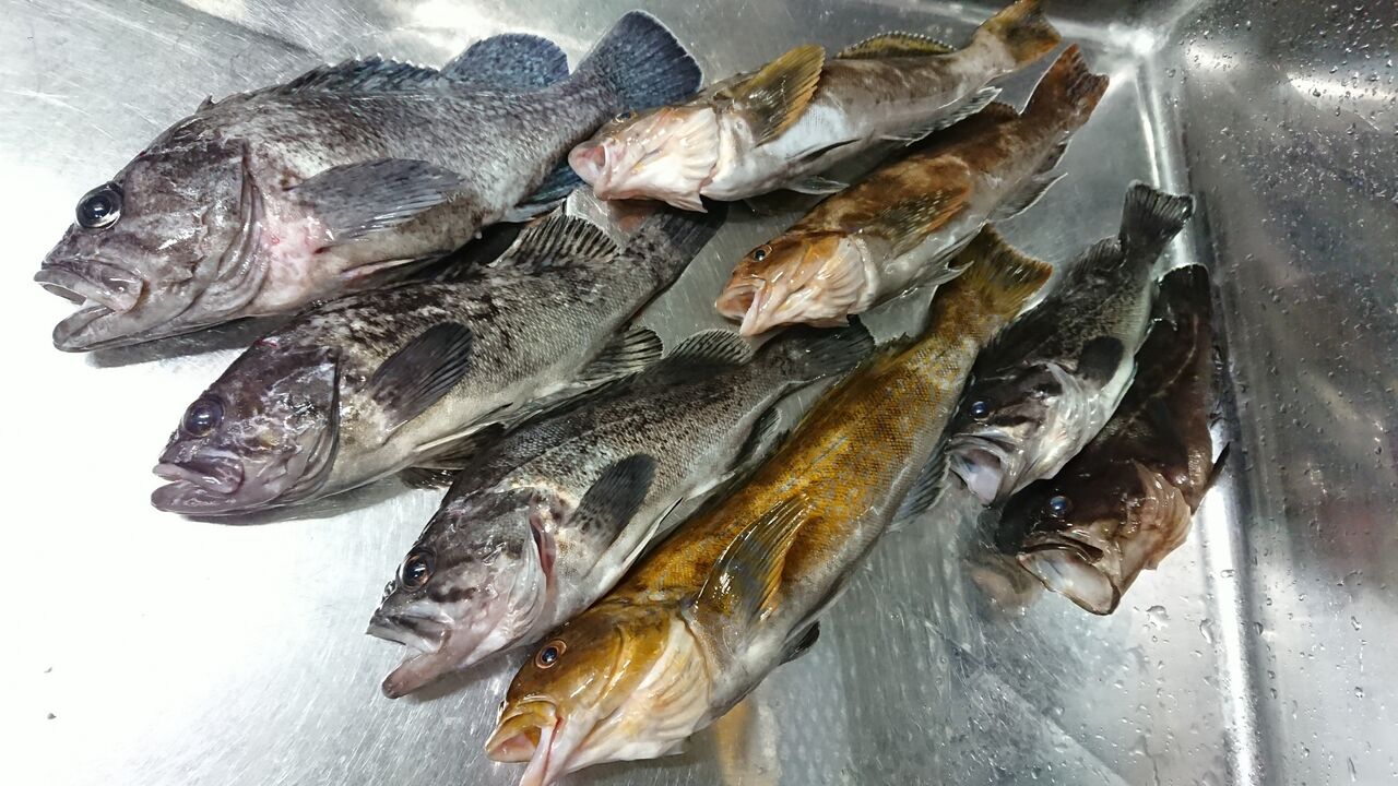 年3月26日 小樽 南防波堤でのロックフィッシュ釣行 釣り人 翔 の 外道戦記