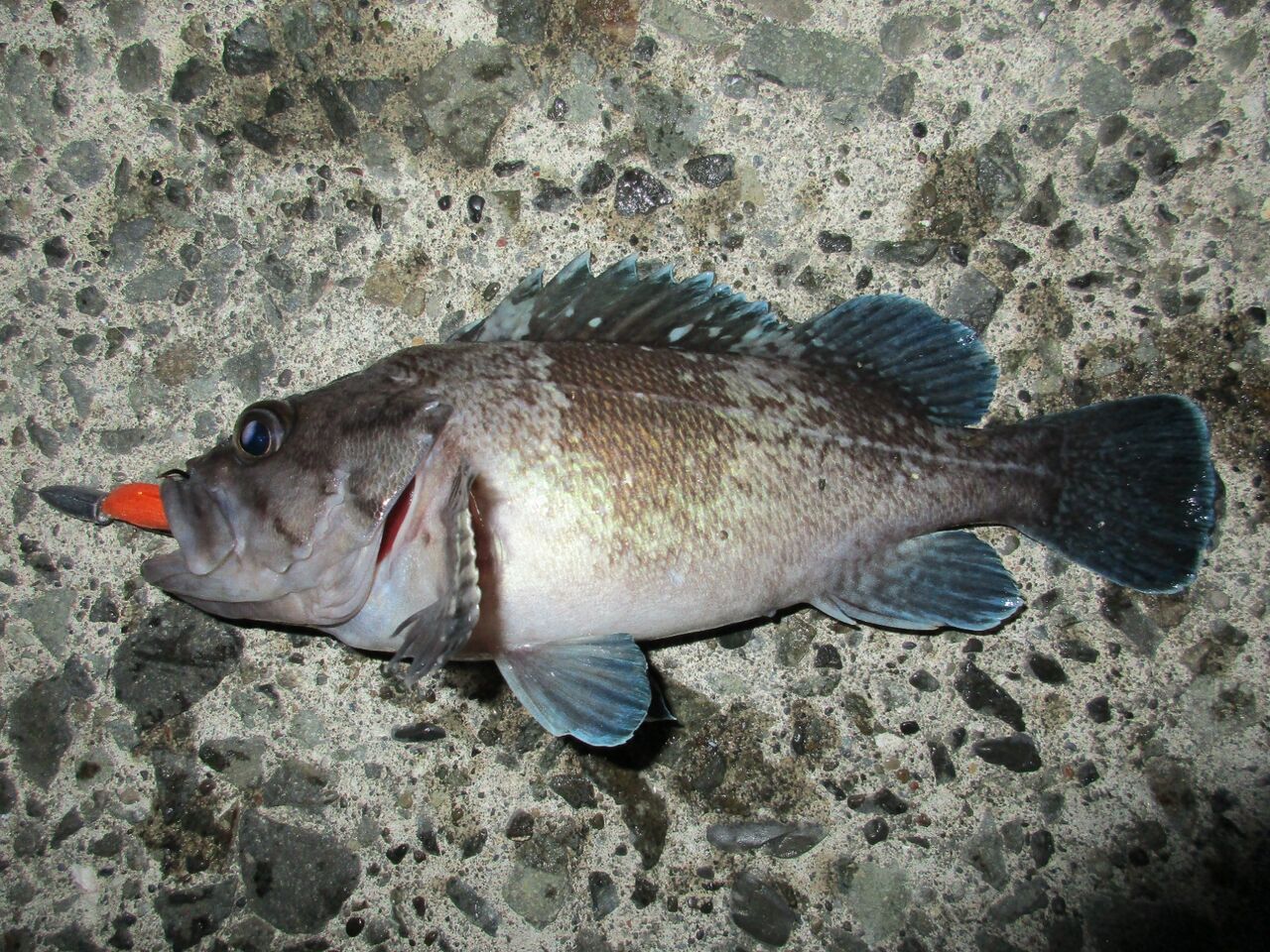 特別編 翔と釣りとガヤ 釣り人 翔 の 外道戦記 特別編 翔と釣りとガヤ 釣り人 翔 の 外道戦記