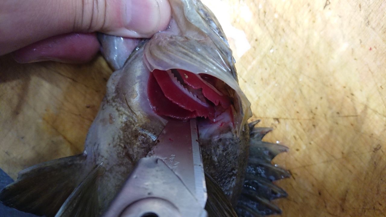 特別編 釣った魚をより美味しくいただくために 血抜きと処理 釣り人 翔 の 外道戦記 特別編 釣った魚をより美味しくいただくために 血抜きと処理 釣り人 翔 の 外道戦記