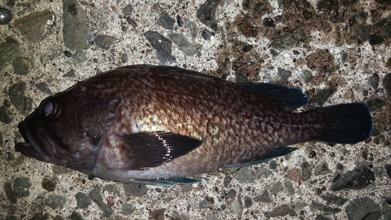 インプレ シマノ ハードロッカー Smh を約2年使用してみて 釣り人 翔 の 外道戦記