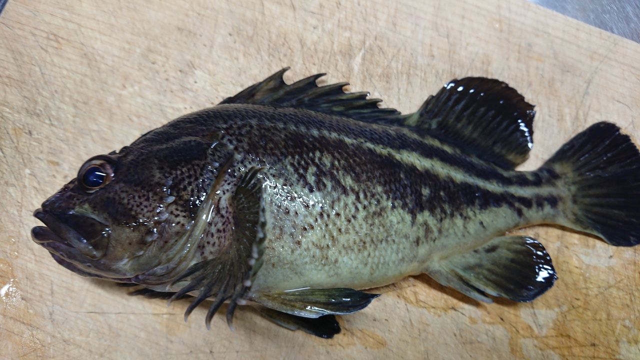 特別編 釣った魚をより美味しくいただくために 血抜きと処理 釣り人 翔 の 外道戦記