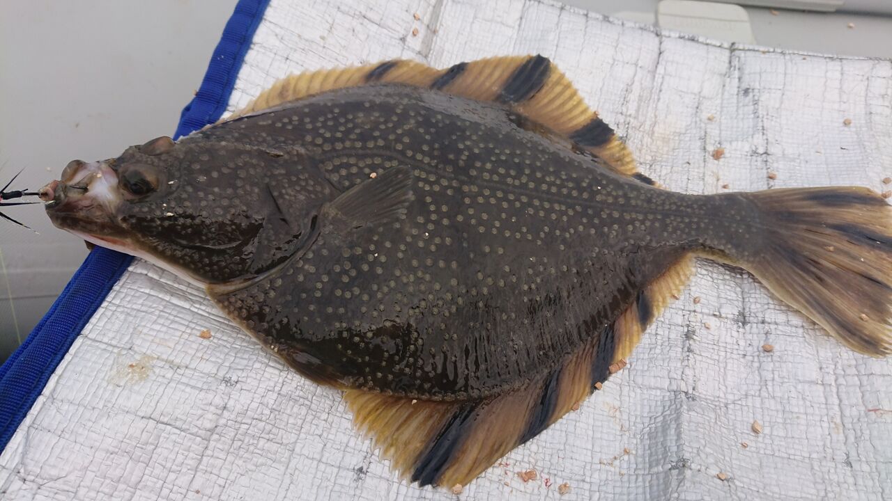 21年4月24日 石狩 石狩湾新港沖でのカレイ釣行 釣り人 翔 の 外道戦記 21年4月24日 石狩 石狩湾新港沖でのカレイ釣行 釣り人 翔 の 外道戦記