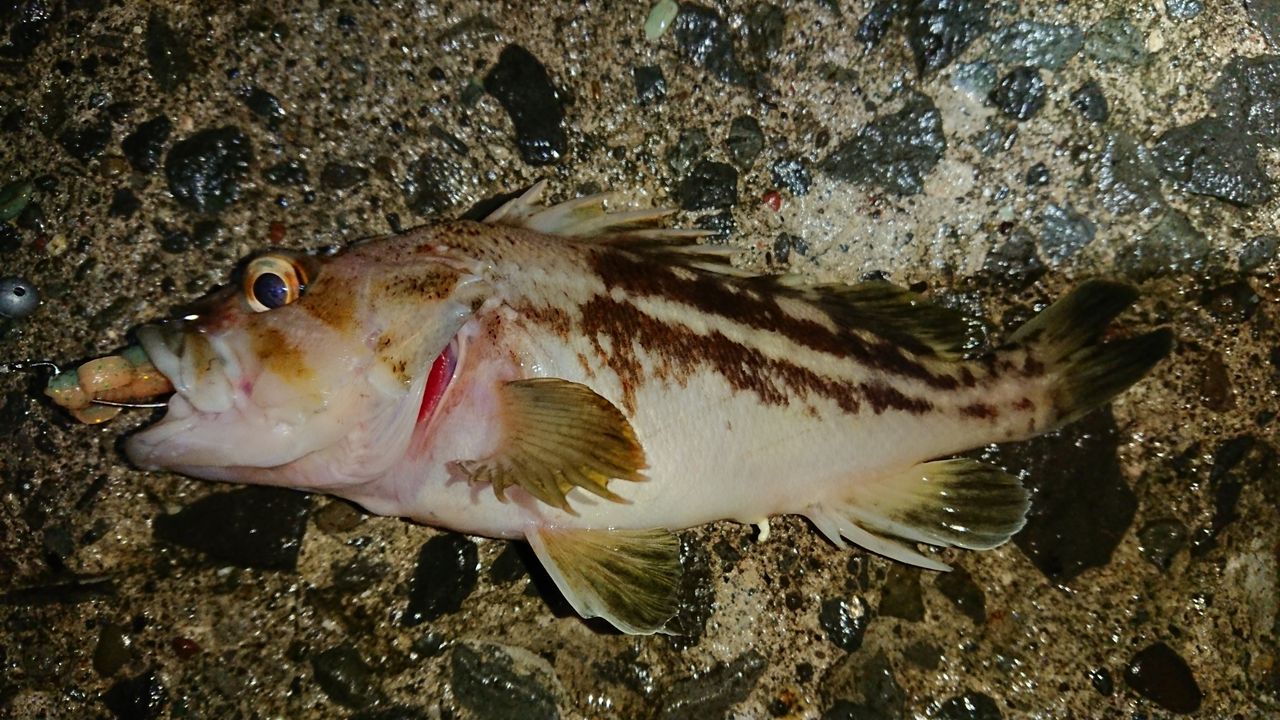 19年7月13日 小樽 南防波堤でのロックフィッシュ釣行 釣り人 翔 の 外道戦記