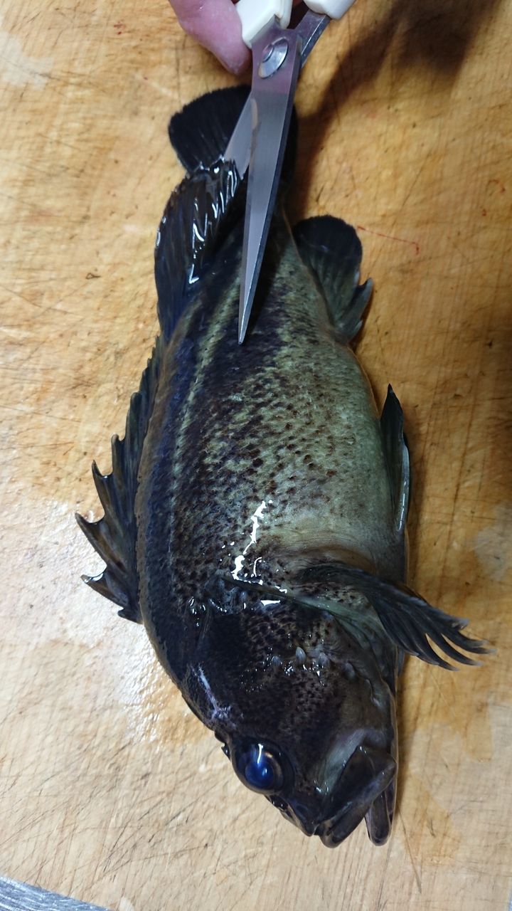 特別編 釣った魚をより美味しくいただくために 血抜きと処理 釣り人 翔 の 外道戦記