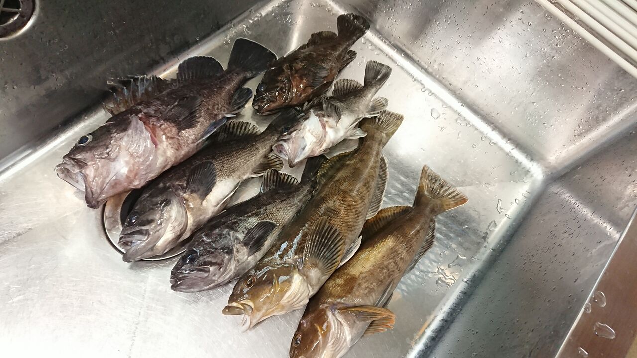 年3月15日 泊 兜千畳敷でのホッケ釣行 釣り人 翔 の 外道戦記
