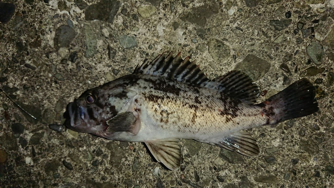18年8月29日 小樽 南防波堤でのロックフィッシュ釣行 釣り人 翔 の 外道戦記