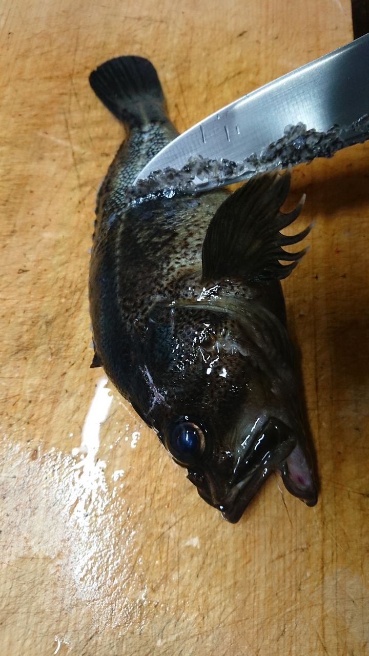 特別編 釣った魚をより美味しくいただくために 血抜きと処理 釣り人 翔 の 外道戦記 特別編 釣った魚をより美味しくいただくために 血抜きと処理 釣り人 翔 の 外道戦記