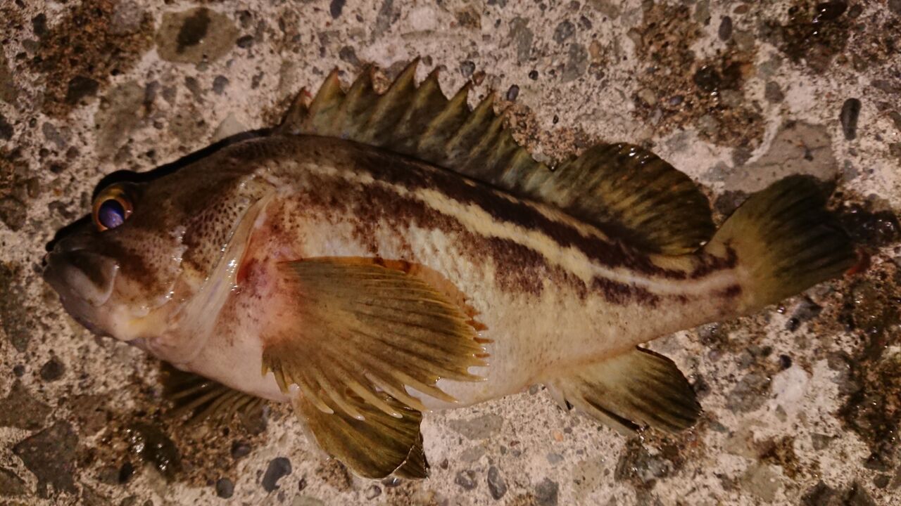 特別編 翔と釣りとガヤ 釣り人 翔 の 外道戦記 特別編 翔と釣りとガヤ 釣り人 翔 の 外道戦記