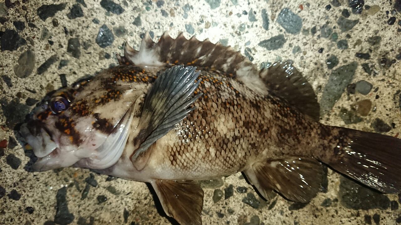 特別編 翔と釣りとガヤ 釣り人 翔 の 外道戦記