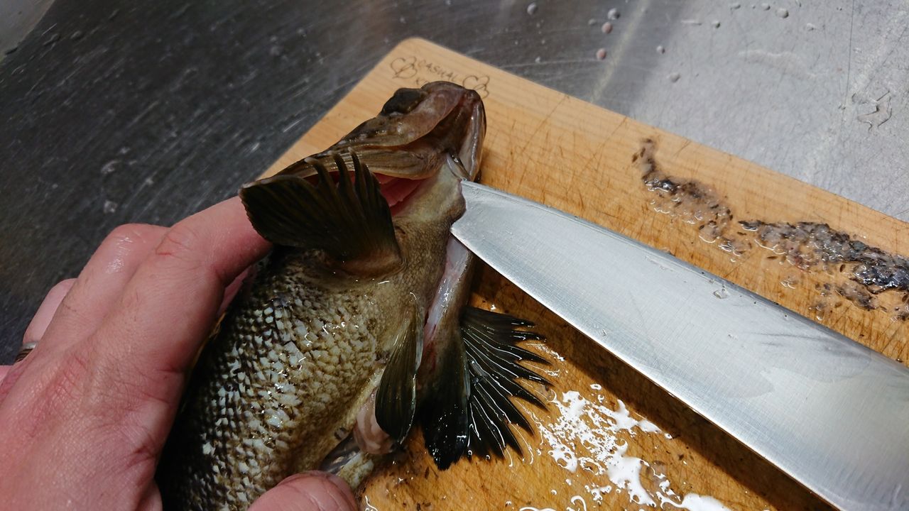 特別編 釣った魚をより美味しくいただくために 血抜きと処理 釣り人 翔 の 外道戦記 特別編 釣った魚をより美味しくいただくために 血抜きと処理 釣り人 翔 の 外道戦記