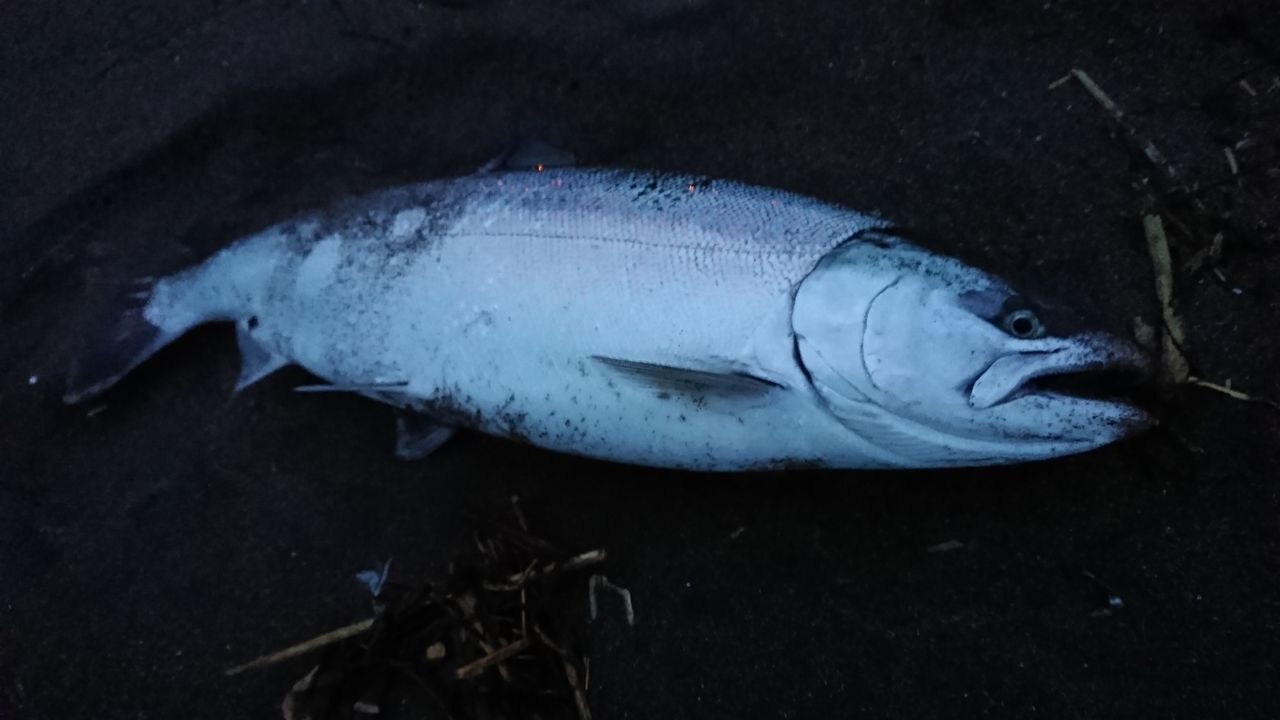 19年4月27日 美国 美国漁港海岸でのサクラマス釣行 釣り人 翔 の 外道戦記 19年4月27日 美国 美国漁港海岸でのサクラマス釣行 釣り人 翔 の 外道戦記