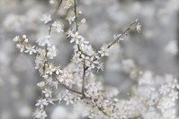 cherry-plum-4915333_640