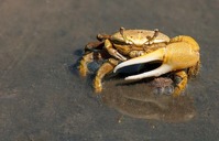 crab-79156_640