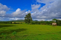 paddy-cultivation-194785_640