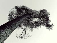 tree-603013_640