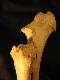 bone-1913929_640