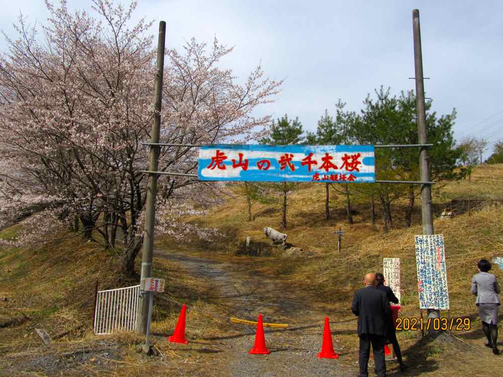 東秩父村の虎山の桜 モーちゃんの人生を楽しむブログ 東秩父村の虎山の桜 モーちゃんの人生を楽しむブログ