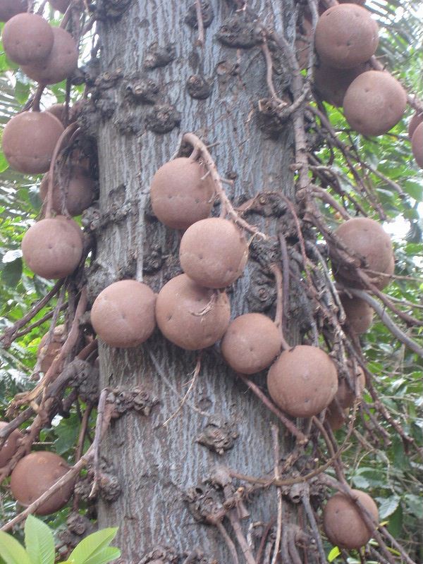 木に実る大砲の弾 ハワイ07 47 モーちゃんの人生を楽しむブログ