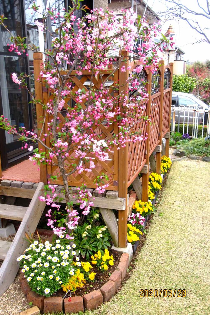 カイドウの花がこんなに咲きました モーちゃんの人生を楽しむブログ