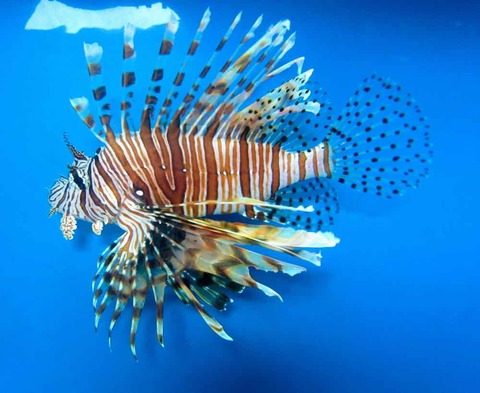 9IMG_1718Lionfish