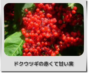 ドクウツギ