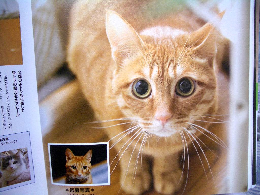 美人猫グランプリコンテスト入賞 チャコｂｌｏｇ