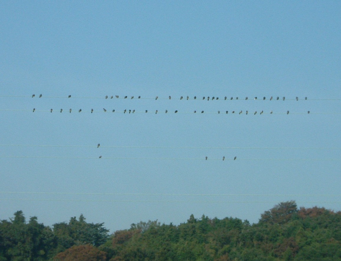 送電線にとまるトリの群れ 自然観察ニュース