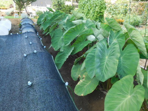 トネリンの風菜園 里芋 八つ頭
