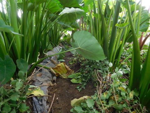 トネリンの風農園 八頭と京芋の成長