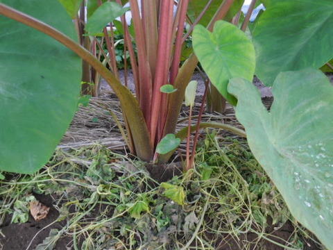 トネリンの風菜園 里芋 八つ頭