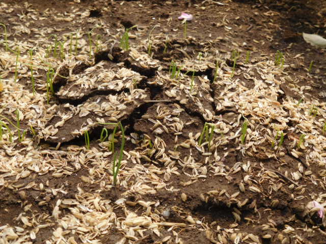 トネリンの風農園 キャベツに追い肥
