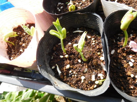 トネリンの風菜園 弦ありインゲンとモロヘイヤの芽が出た