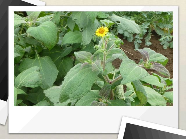 トネリンの風農園 ヤーコンの収穫 トネリンの風農園 ヤーコンの収穫