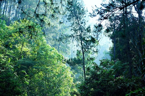 trees-8836655_1280