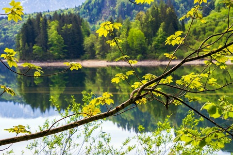 tree-5059951_1280