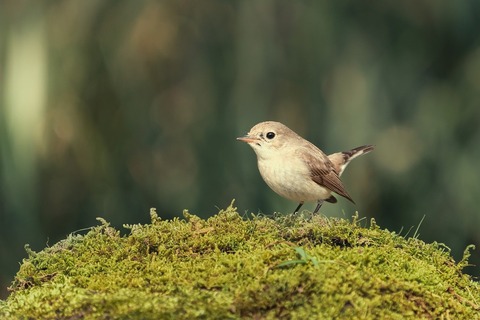 bird-7844126_1280