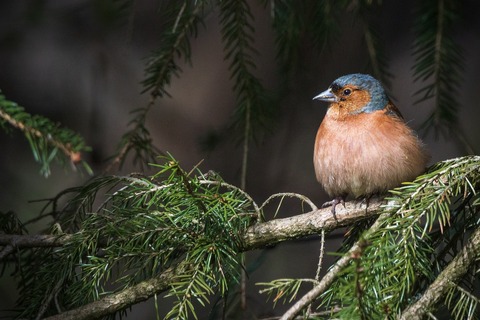bird-7165464_1280