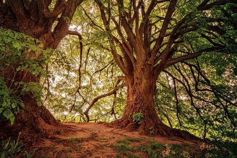 forest-3369950_1280