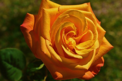 flower-7925599_1280