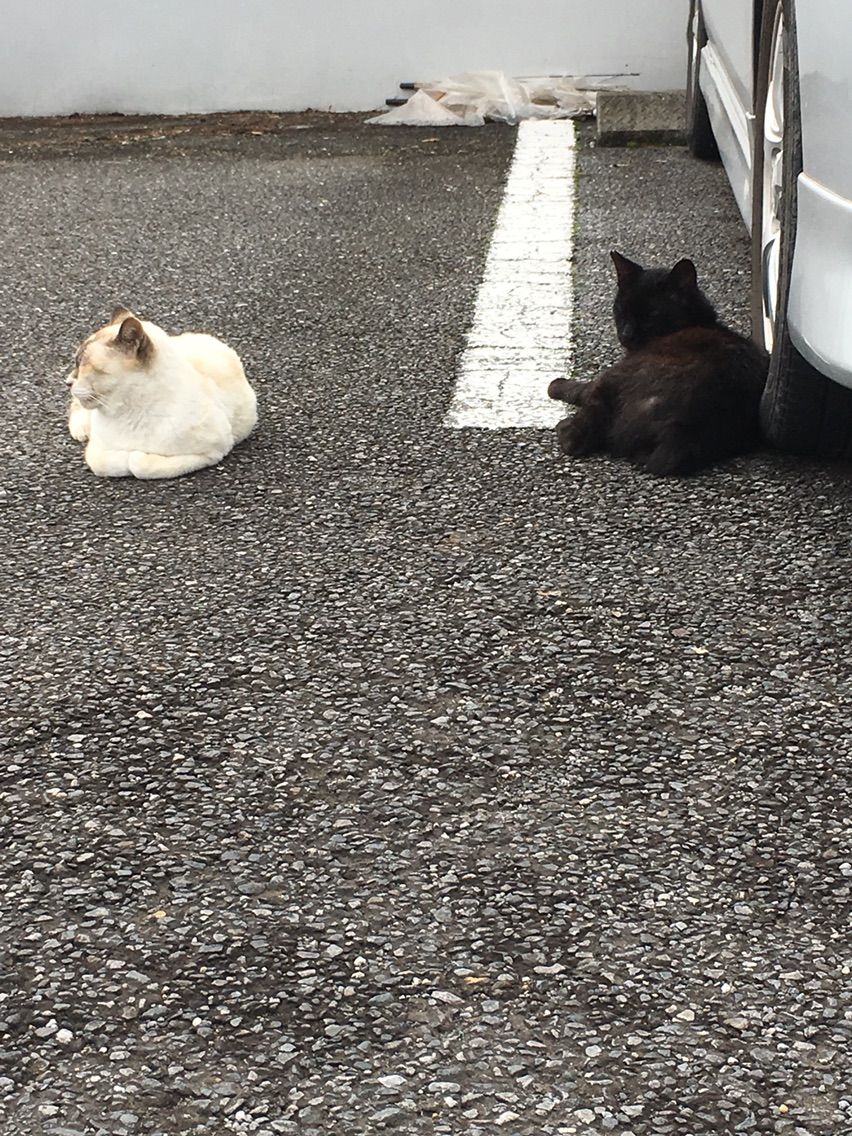 駐車場の猫3 捨て猫とふて猫と野良猫と俺 駐車場の猫3 捨て猫とふて猫と野良猫と俺